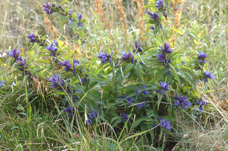 Gentiana asclepiadea - Genziana di Esculapio